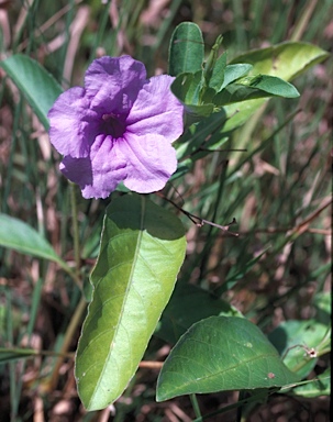 APII jpeg image of Ruellia tuberosa  © contact APII