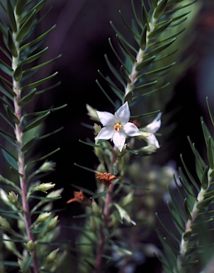 APII jpeg image of Epacris sprengelioides  © contact APII