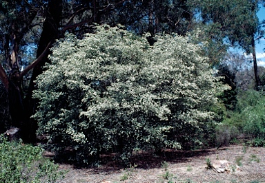 APII jpeg image of Sannantha pluriflora  © contact APII