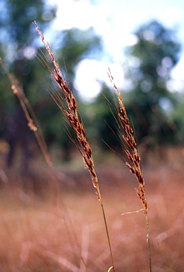 APII jpeg image of Sorghum exstans  © contact APII