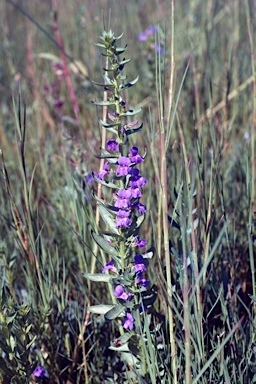 APII jpeg image of Stemodia florulenta  © contact APII