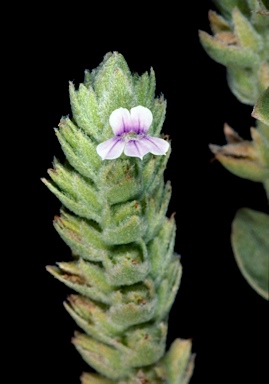 APII jpeg image of Stemodia lythrifolia  © contact APII