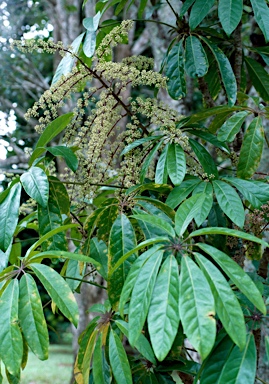 APII jpeg image of Schefflera versteegii  © contact APII