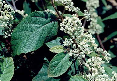 APII jpeg image of Seringia arborescens  © contact APII