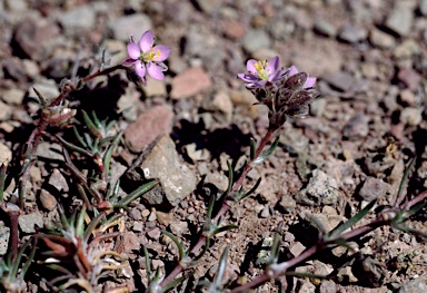 APII jpeg image of Spergularia rubra  © contact APII