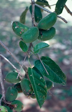 APII jpeg image of Sterculia quadrifida  © contact APII