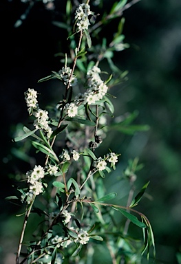 APII jpeg image of Taxandria linearifolia  © contact APII