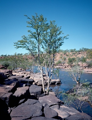 APII jpeg image of Terminalia bursarina  © contact APII