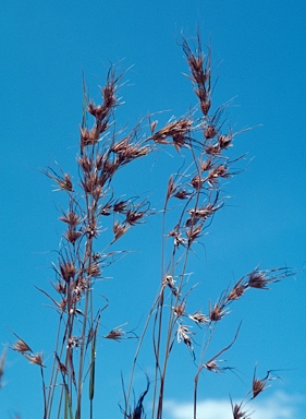 APII jpeg image of Themeda triandra  © contact APII