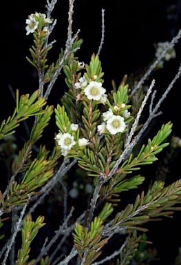 APII jpeg image of Thryptomene parviflora  © contact APII