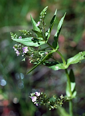 APII jpeg image of Veronica anagallis-aquatica  © contact APII