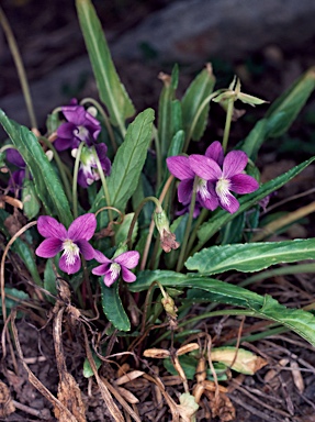 APII jpeg image of Viola betonicifolia  © contact APII