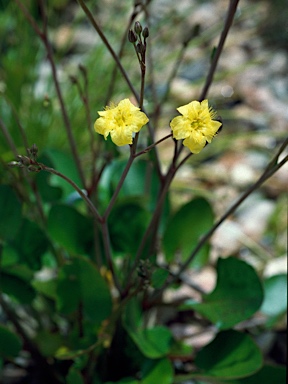 APII jpeg image of Ornduffia albiflora  © contact APII