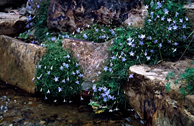 APII jpeg image of Wahlenbergia glabra  © contact APII