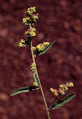 APII jpeg image of Waltheria indica  © contact APII