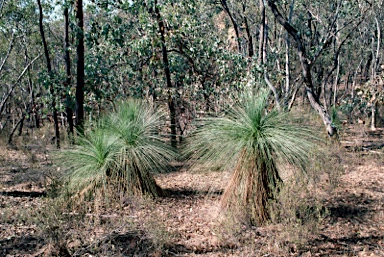 APII jpeg image of Xanthorrhoea glauca subsp. angustifolia  © contact APII