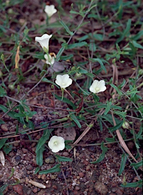 APII jpeg image of Xenostegia tridentata  © contact APII