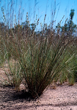 APII jpeg image of Xerochloa laniflora  © contact APII