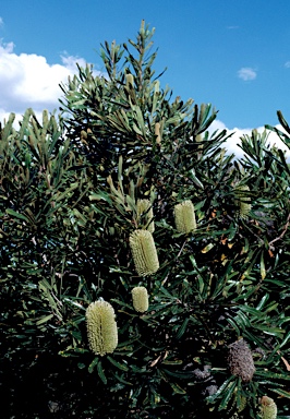 APII jpeg image of Banksia aemula  © contact APII