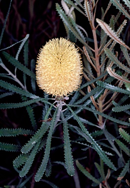 APII jpeg image of Banksia attenuata  © contact APII