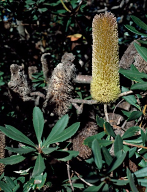 APII jpeg image of Banksia penicillata  © contact APII