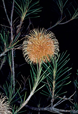 APII jpeg image of Banksia incana  © contact APII