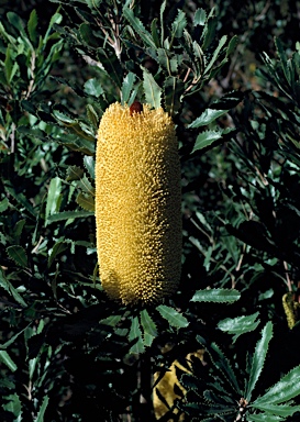 APII jpeg image of Banksia media  © contact APII