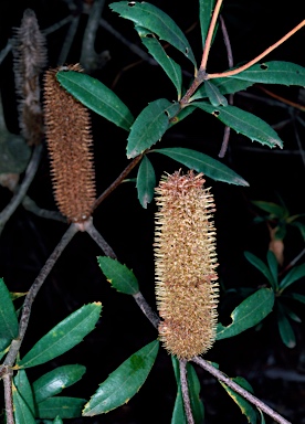 APII jpeg image of Banksia paludosa  © contact APII