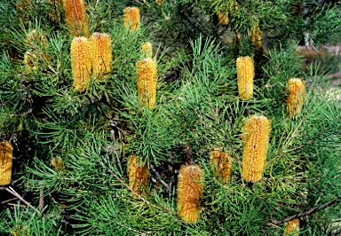 APII jpeg image of Banksia spinulosa var. collina  © contact APII