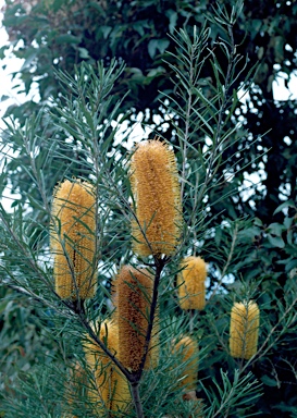 APII jpeg image of Banksia spinulosa var. cunninghamii  © contact APII