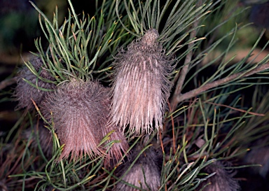 APII jpeg image of Banksia splendida  © contact APII