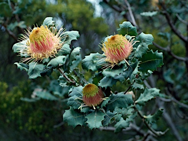 APII jpeg image of Banksia undata  © contact APII