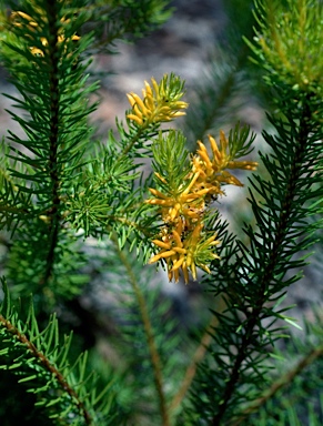 APII jpeg image of Persoonia acerosa  © contact APII