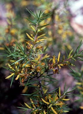 APII jpeg image of Persoonia juniperina  © contact APII