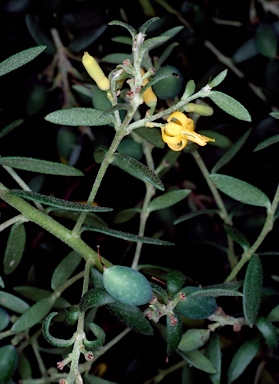 APII jpeg image of Persoonia asperula  © contact APII