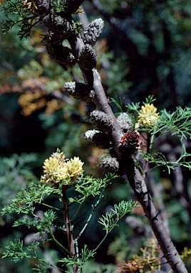 APII jpeg image of Petrophile pulchella  © contact APII