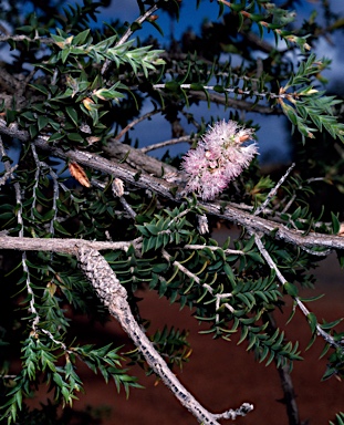 APII jpeg image of Melaleuca adnata  © contact APII