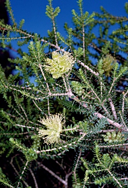 APII jpeg image of Melaleuca blaeriifolia  © contact APII