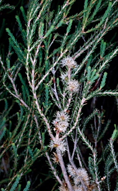 APII jpeg image of Melaleuca bracteosa  © contact APII