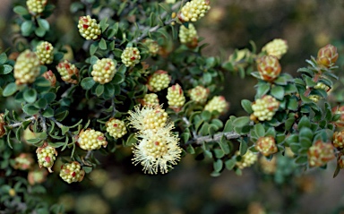 APII jpeg image of Melaleuca ciliosa  © contact APII