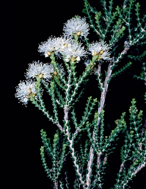 APII jpeg image of Melaleuca cucullata  © contact APII