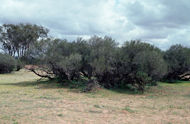 APII jpeg image of Melaleuca densispicata  © contact APII