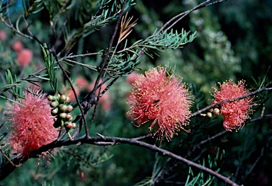 APII jpeg image of Melaleuca fulgens  © contact APII