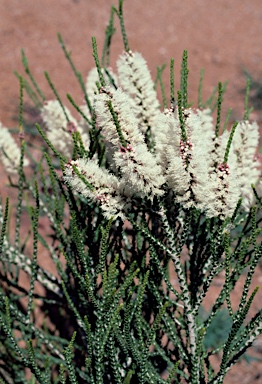 APII jpeg image of Melaleuca huegelii subsp. huegelii  © contact APII