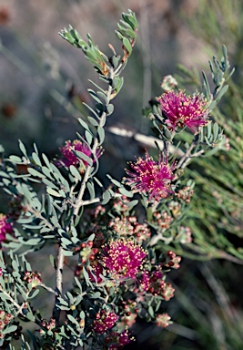 APII jpeg image of Melaleuca leptospermoides  © contact APII