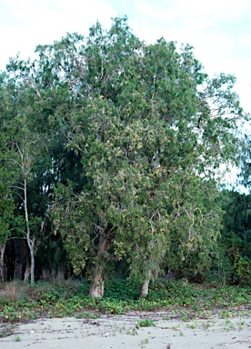 APII jpeg image of Melaleuca leucadendra  © contact APII