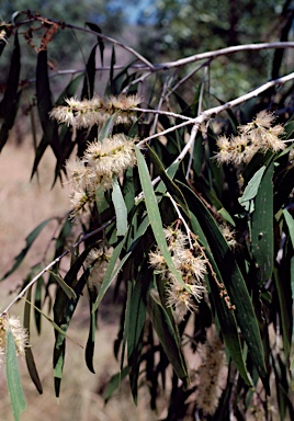 APII jpeg image of Melaleuca leucadendra  © contact APII