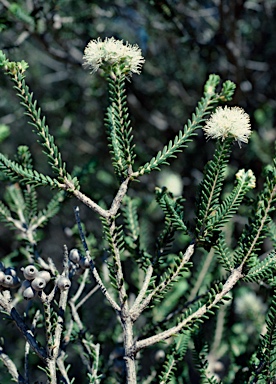 APII jpeg image of Melaleuca linguiformis  © contact APII