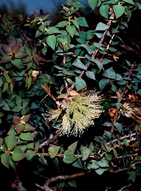 APII jpeg image of Melaleuca spectabilis  © contact APII