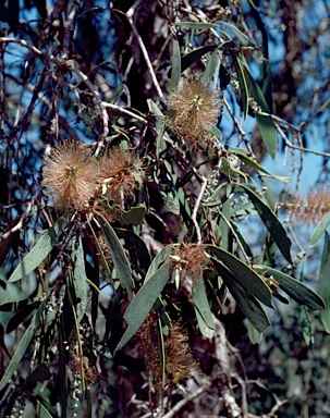 APII jpeg image of Melaleuca nervosa  © contact APII